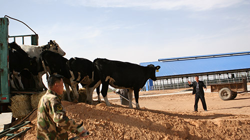 4月29日，来自澳大利亚的1000头荷斯坦良种奶牛成功入住牧源牧场。